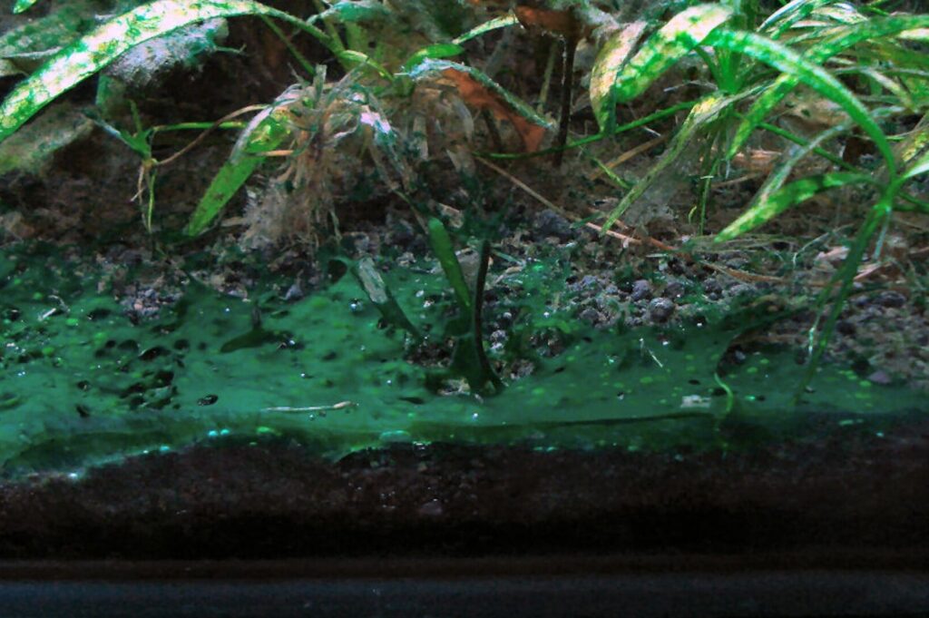 Blue-Green Algae: How to Treat It