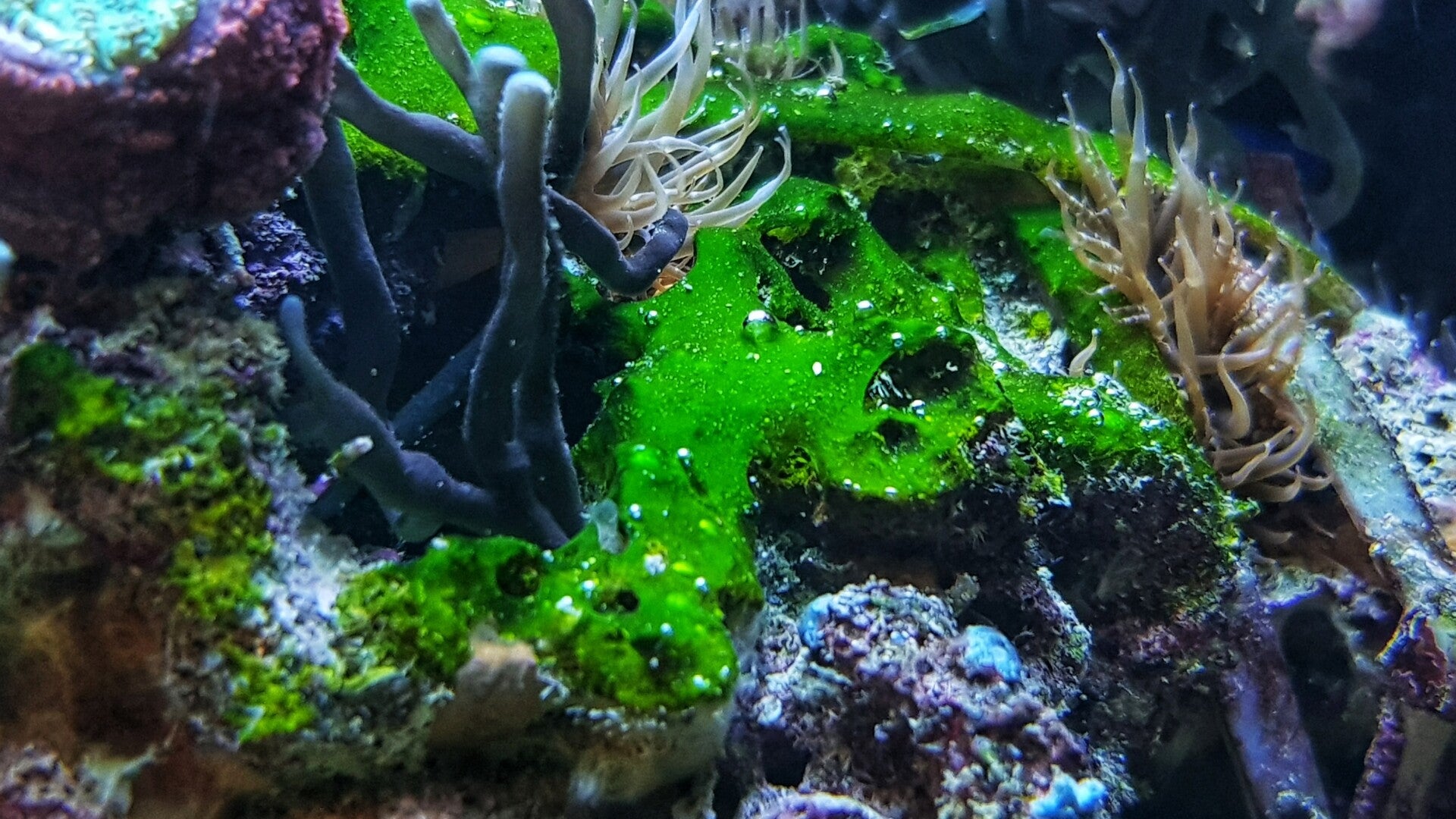 Blue-Green Algae: How to Treat It