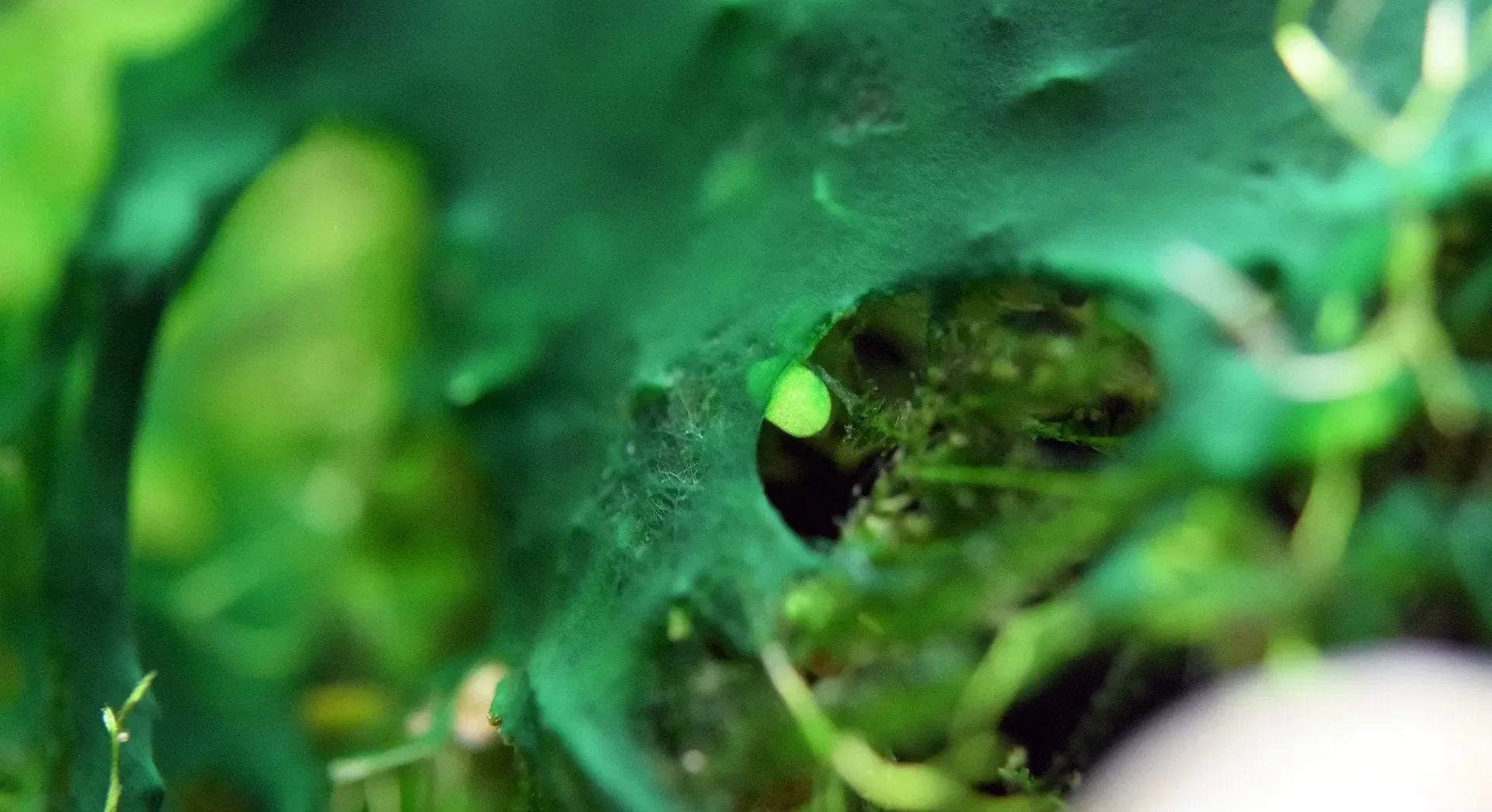 Blue-Green Algae: How to Treat It